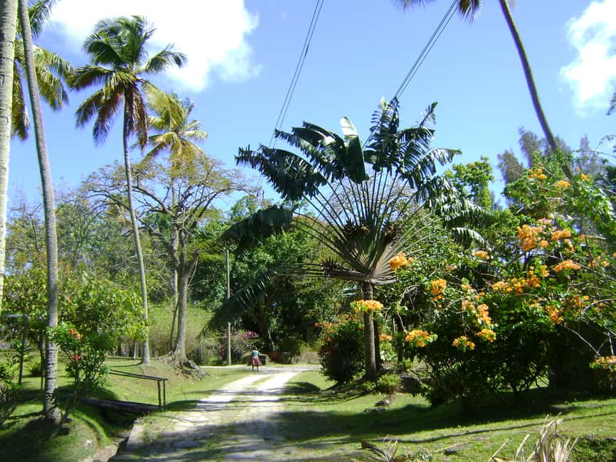 St Lucia: Sapphire Falls Hike with Cruise and Creole Lunch - Morne Coubaril Estate puts the hike in context