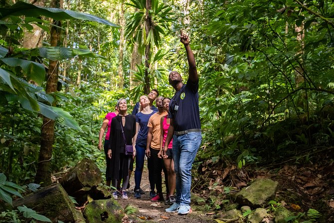 St Lucia Ultimate 3: Aerial Tram, Zipline and Hiking at Rainforest Adventures - Guides make the difference