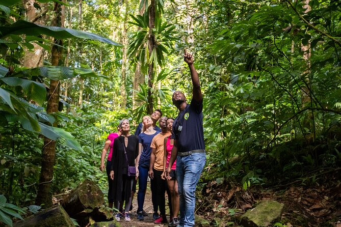 St Lucia Ultimate 3 Package: Aerial Tram, Zipline and Hiking - The forest hike adds meaning to the thrills