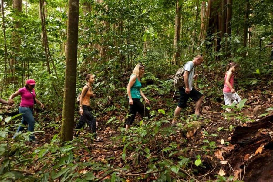 St. Lucia: Zip Line, Aerial Tram, and Hiking Tour - Three ways to see St. Lucia’s rainforest