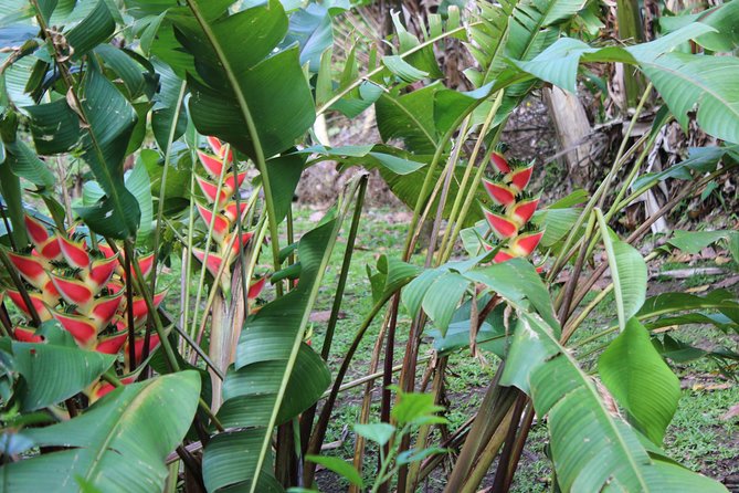 The Best of Saint Lucia Tour - Who should book it