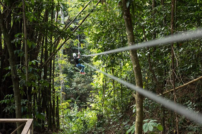 Treetop Canopy Adventure - Key points to know before you book