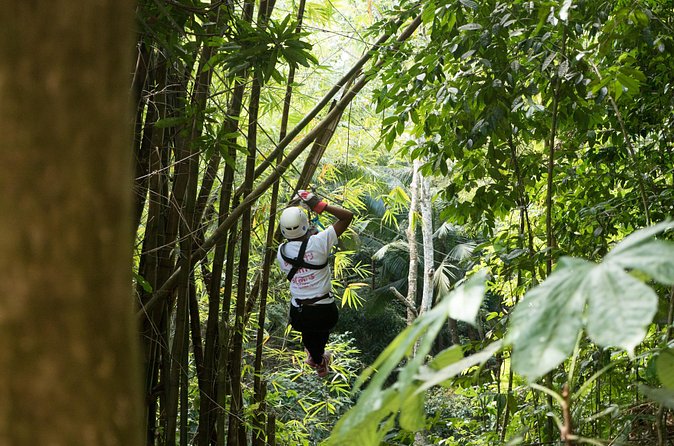 Treetop Canopy Adventure - Eleven ziplines through the canopy