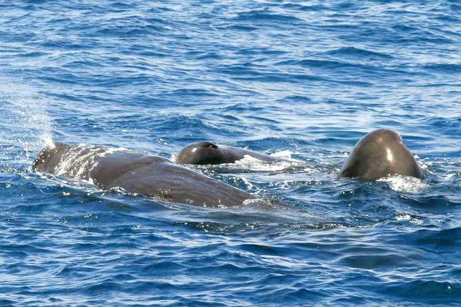 Whale and Dolphin Watching Cruise in St Lucia - Key points to know before boarding