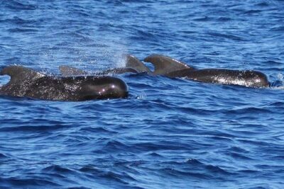 Whale and Dolphin Watching Cruise in St Lucia