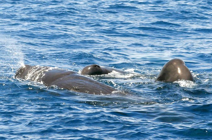 Whale and Dolphin Watching Cruise in St Lucia - Is $65 a fair price?