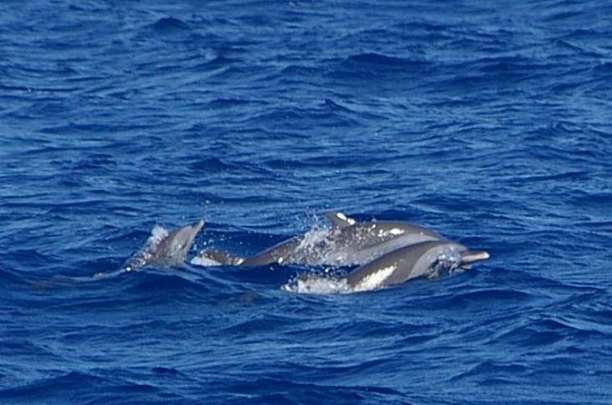 Whale and Dolphin Watching Cruise in St Lucia - Who should book this cruise?