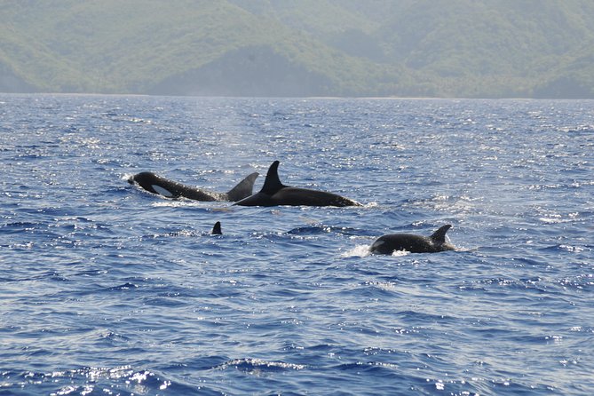 Whale Watching and Dolphin Spotting Cruise - Whale sightings depend on patience and luck