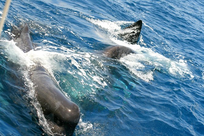 Whale Watching and Dolphin Spotting Cruise - What the crew adds to the three-hour trip