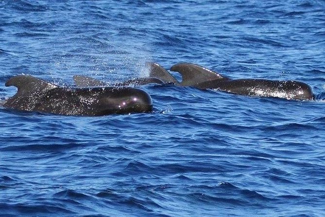 Whale Watching and Dolphin Spotting Cruise - Is $88 a good value?