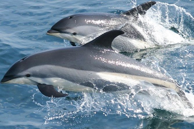 Whale Watching and Dolphin Spotting Cruise - Who will enjoy this cruise most?