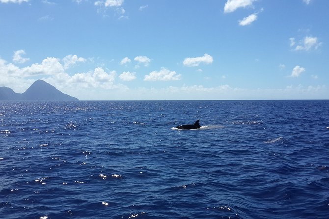 Whale Watching and Dolphin Spotting Cruise - Finding dolphins beside the boat